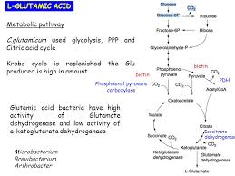 Amino Acid Fermentation Ppt Video Online Download