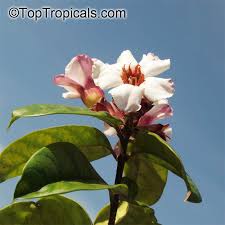 Image result for Strophanthus eminii