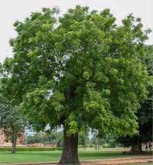 Image result for Azadirachta indica