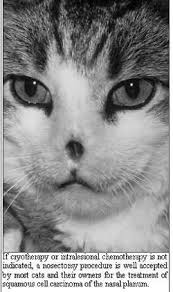 Still, with what's available to us. Ten Best Kept Secrets For Treating Cats With Cancer Wsava2002 Vin