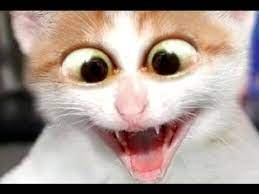 35 Funniest Scared Cats In The World Best Funny Cats Compilation Animals Animal Pet Cat Cats Cute Pets Animale Funny Cats And Dogs Funny Cats Cats