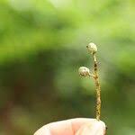 Image result for Lannea welwitschii