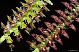 Image result for Bulbophyllum encephalodes