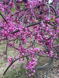 As a smallish tree, it won't be overwhelming in smaller suburban landscapes. Lavender Twist Weeping Redbud Tree Mike S Backyard Nursery
