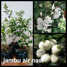Maybe you would like to learn more about one of these? Herba Tempatan Khasiat Pokok Gelam Tikus Nama Ulam Facebook