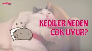 Kediler Neden Cok Uyur