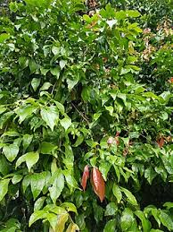 Image result for Flacourtia