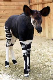 Brookfield Zoo Shares Photos Of Newest Okapi Brookfield Zoo Rare Animals Okapi