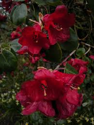 Image result for Rourea thomsonii