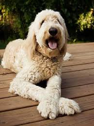 Mini golden doodle.oh my gosh. Goldendoodle Breed Information