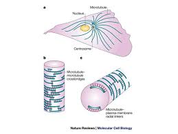 Cells that are specialized for the transport of sugar between apoplast and symplast are _ cells. Microtubules And The Shape Of Plants To Come Nature Reviews Molecular Cell Biology