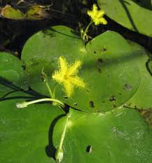 Image result for Nymphoides forbesiana