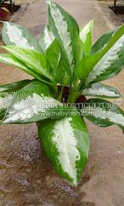 Indoor And Outdoor Plants Plants Trees To Plant Tropical House Plants