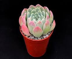 In cooler weather, they can develop a pinkish stress coloring on the tips. Echeveria Elegans Surreal Succulents