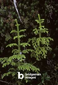 Image result for Huperzia gnidioides