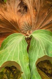 Image result for Platycerium elephantotis