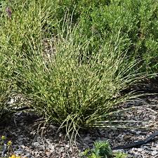 Image result for Pycreus gracillimus