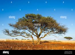 Image result for Acacia erioloba