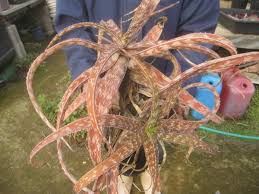 Image result for Aloe suffulta