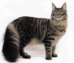 Kucing maine coon merupakan kucing yang unik. Pin Di Cerita Kucing Peliharaan