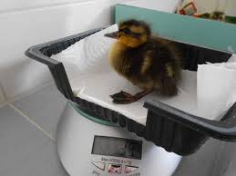 Duckling Weight Chart Week 1 Magical Mallards