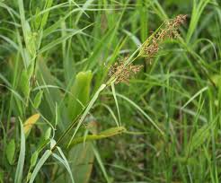 Image result for Scleria poiformis