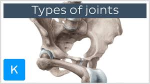 A joint or articulation (or articular surface) is the connection made between bones in the body which link the skeletal system into a functional whole. Musculoskeletal System Anatomy And Functions Kenhub
