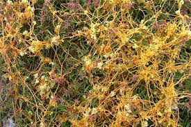 Image result for Cuscuta cassytoides