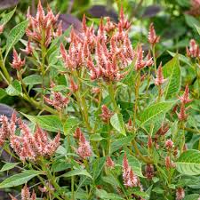 Image result for Celosia anthelminthica