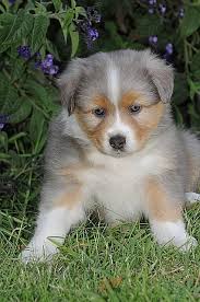 Joe hostetler is a breeder located in fredericksburg, oh who currently has a cute litter of toy australian shepherd puppies. Pin By Toree Burden On Animals 3 Australian Shepherd Australian Shepherd Puppies Aussie Dogs