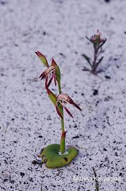 Image result for Pycreus nigricans