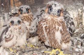 Ein jagender wanderfalke im sturzflug erreicht zwischen 200 und 300 stundenkilometer. Arbeitskreis Wanderfalkenschutz Nabu Rheinland Pfalz