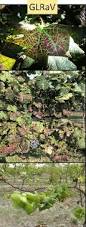 Image result for Grapevine leafroll virus