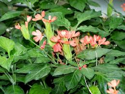 Image result for Crossandra mucronata