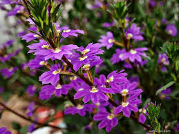 Image result for foto Vějířovka