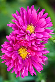 The word color is common in united states but colour is common in colours are adjectives. Growing Asters Planting Caring For These Fall Flowers Garden Design