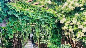 Image result for pruning grapes on a pergola
