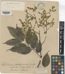 Image result for Dialium