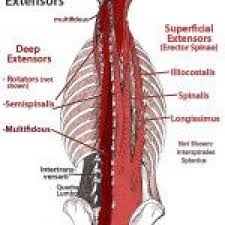 Visually, they give the torso a powerful rear view, and functionally, when lifting heavy loads with the. Pin On Lower Back Pain