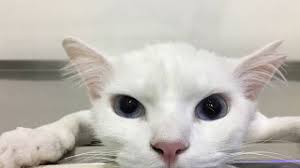 Kedi Trasi Ankara Kedisi