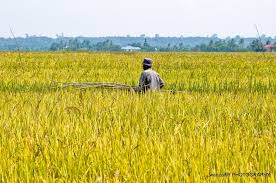 Image result for sawah padi