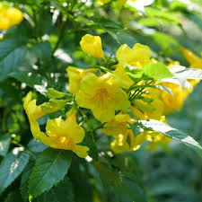 Image result for Tecoma stans