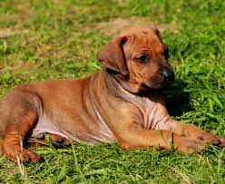 Rhodesian Ridgeback Puppies For Sale Wuuff Rhodesian Ridgeback Puppies Puppies For Sale Rhodesian Ridgeback