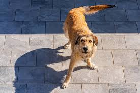 Image result for štýrský brakýř