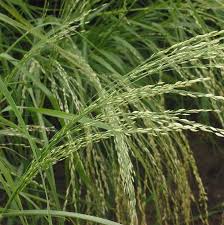 Image result for Eragrostis humidicola