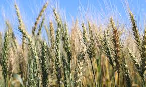 Wheat Still Sliding But Corn Soybeans Make Turnaround Agweek