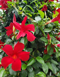 Image result for dipladenie hybrida rio obrázek