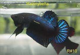See more ideas about betta, betta fish, siamese fighting fish. Betta Super Plakat Fighter Green 10 Vip Betta Betta Fish Animals Beautiful