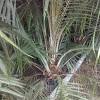 Kelapa merupakan tanaman asli yang bersal dari daerah tropis, yaitu wilayah yang terletak disepanjang garis khatulistiwa. Https Encrypted Tbn0 Gstatic Com Images Q Tbn And9gcs Yjcwzihpum8zwe8xjugxz0otxuuctxc5tlc8mxrmuzxcxnbp Usqp Cau