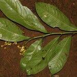 Image result for Campylospermum vogelii